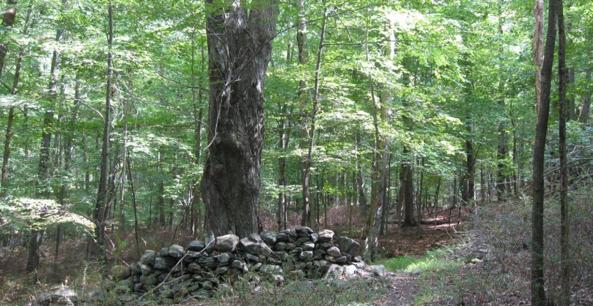 Mount Holly Preserve