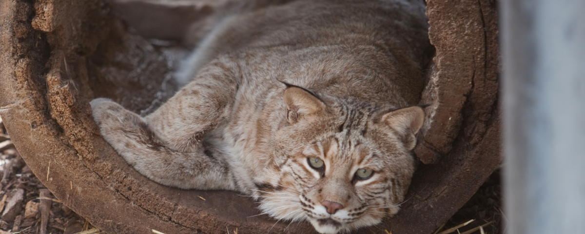 Kansas Wildlife Exhibit