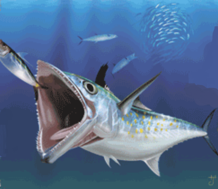 Wide Open Tech Spanish Mackerel Open