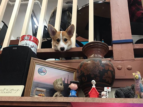 Java Dog