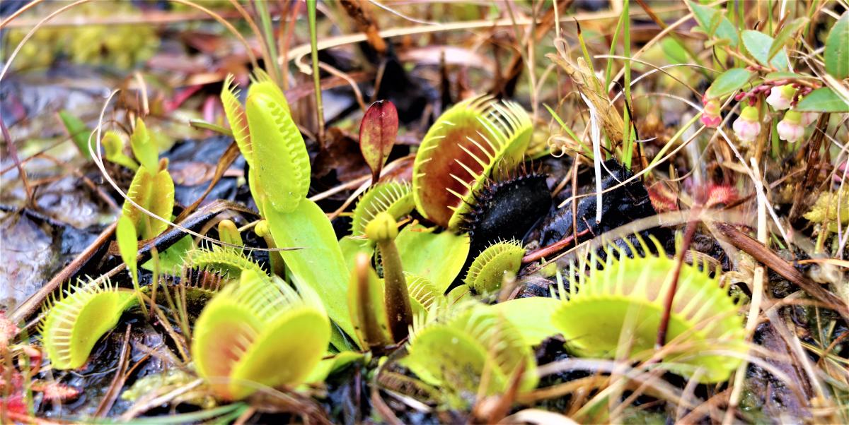 Stanley Rehder Carnivorous Plant Garden