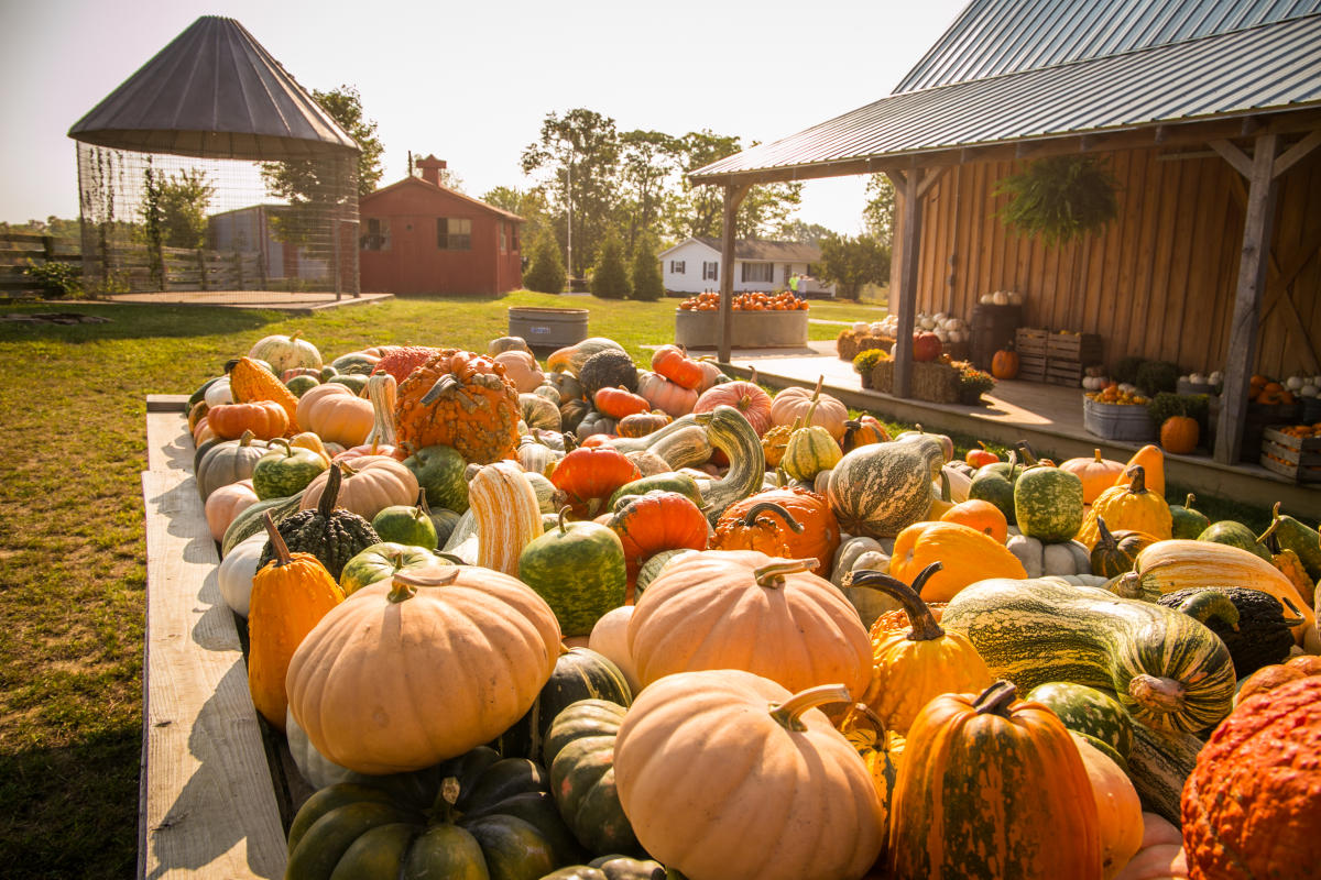 Fowler Pumpkin Patch Bloomington, IN 47403.