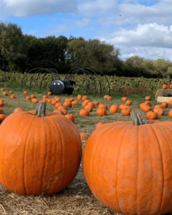 Pumpkin Picking at Forge Mill Farm