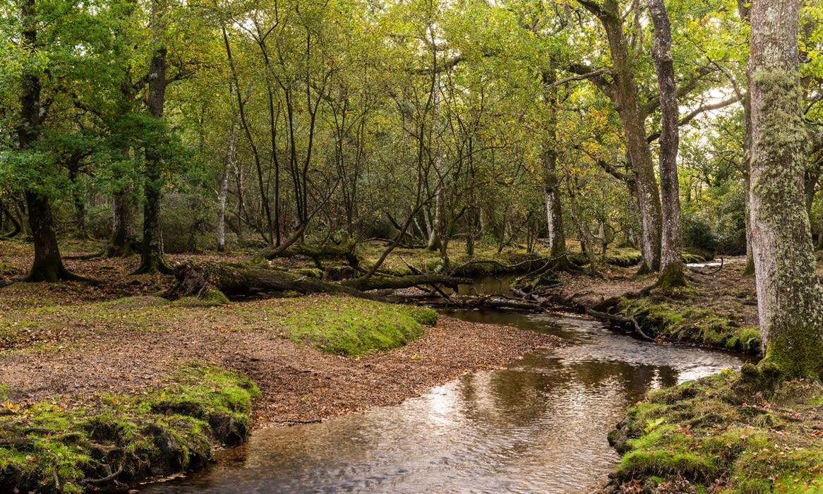 cannock-chase-forest-visit-birmingham