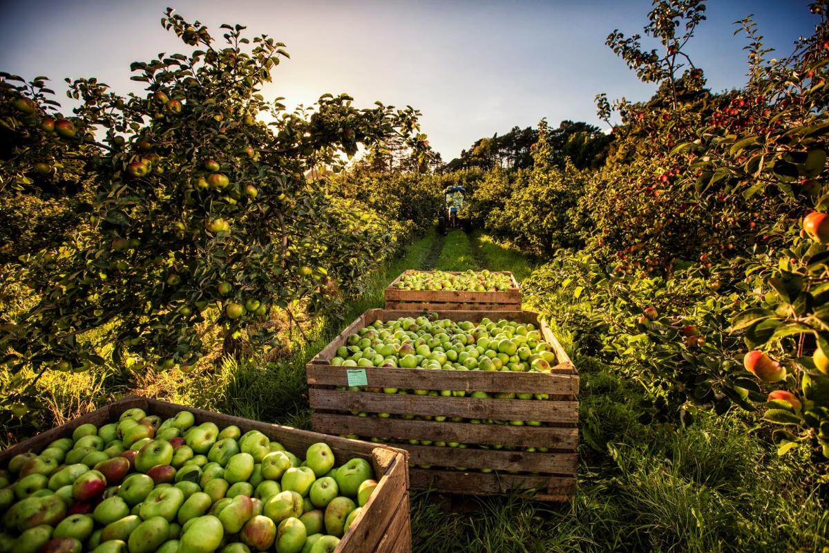 Richhill Apple Fayre