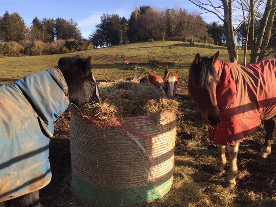 Riggs Head Farm Holiday Cottages Discover Yorkshire Coast