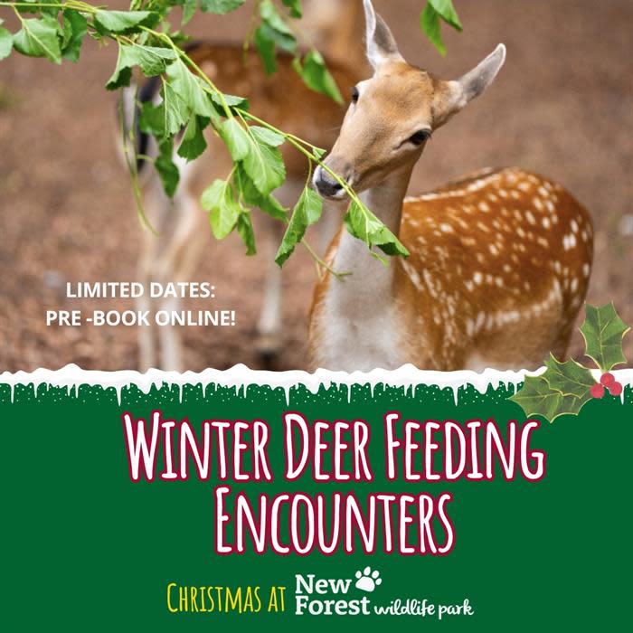 Winter Deer Feeding Encounter - Visit the New Forest