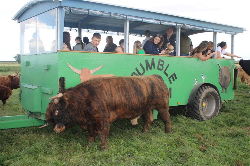 Sponsor A Highland Cow, Dumble Farm
