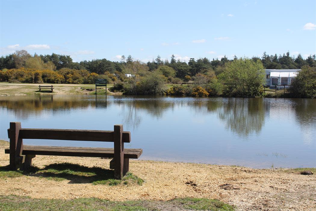 Camping New Forest Visit the New Forest