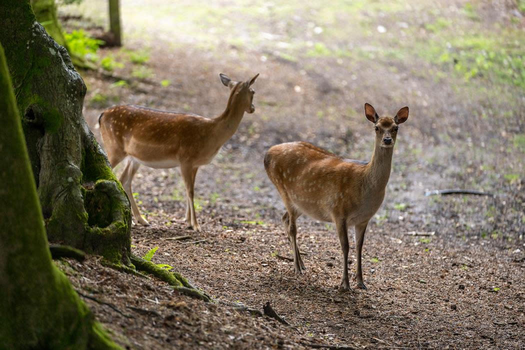 Deer Feeding Encounter (selected dates - Visit the New Forest