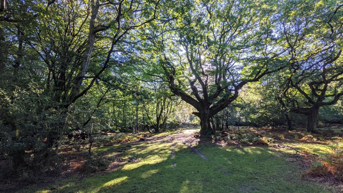 New Forest Wildlife Wonder Visit the New Forest