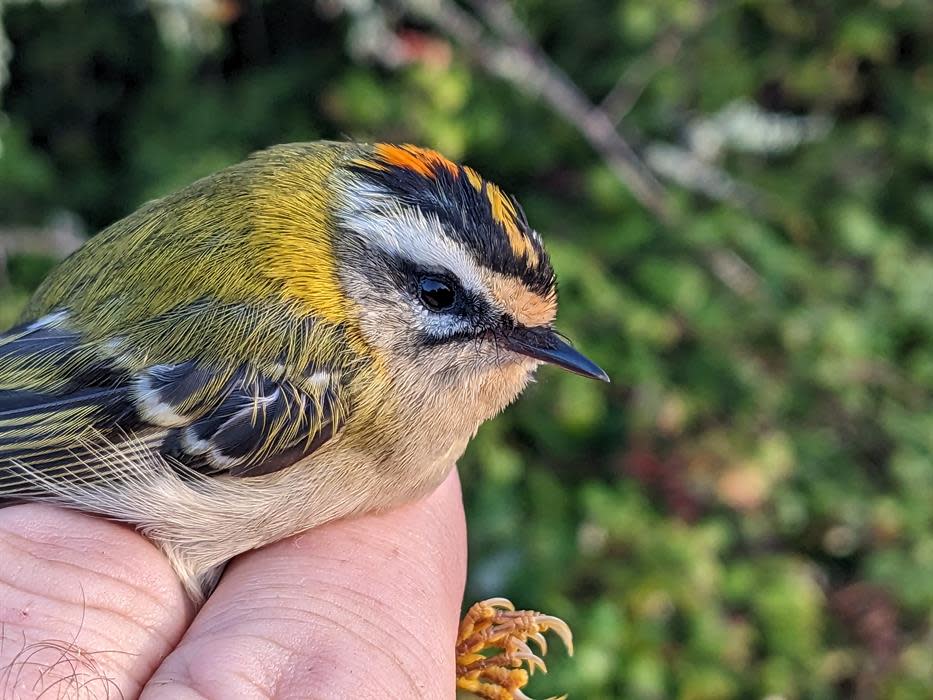 Bird Ringing Demonstration at Sway Manor - Visit the New Forest