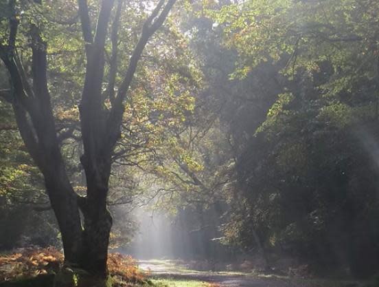 Twelve Wild Walks Visit The New Forest twelve-wild-walks-visit-the-new-forest