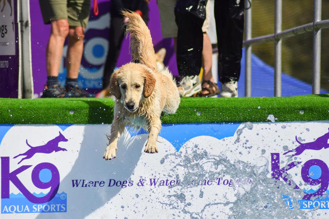 Dog show without dogs deals