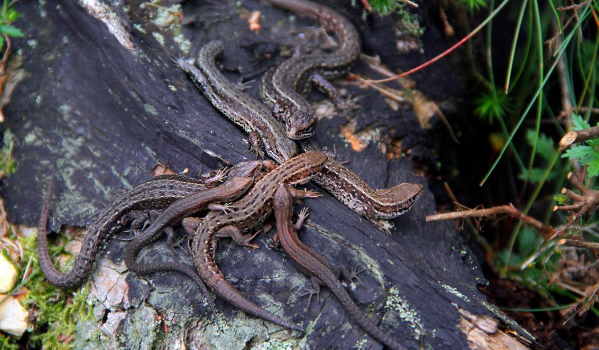 New Forest Reptile Centre Visit the New Forest