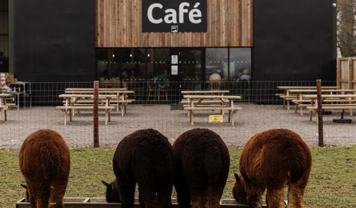 Wolfridge Alpaca Barn Café