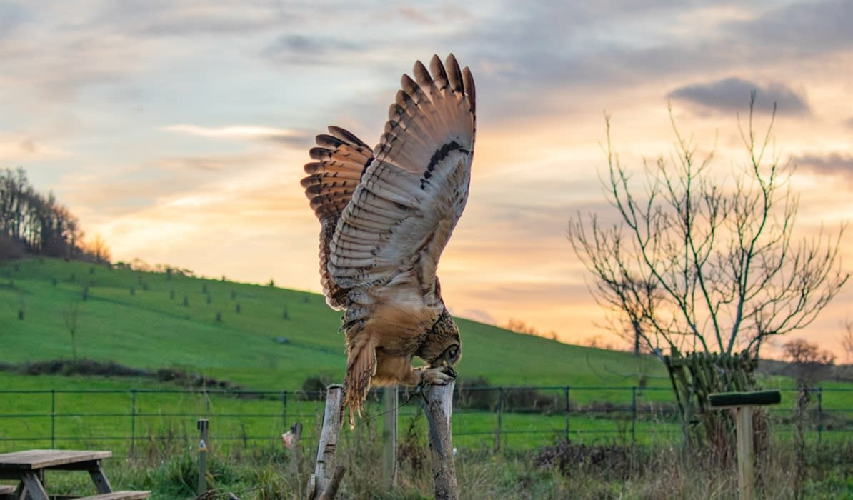 Owl Evenings at The Bird of Prey Project