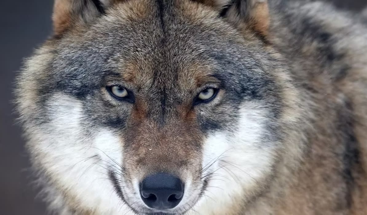 Tracking Wolves and Bringing Back Lynx at Watershed