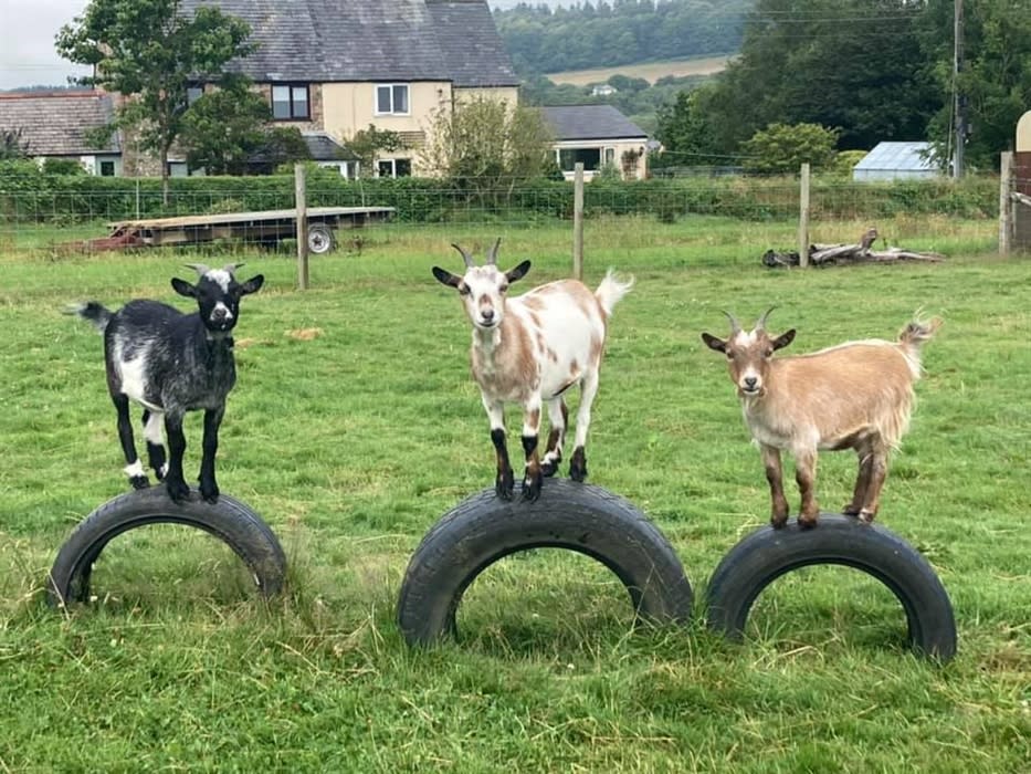 Foxdown Children's Farm Visit Dorset