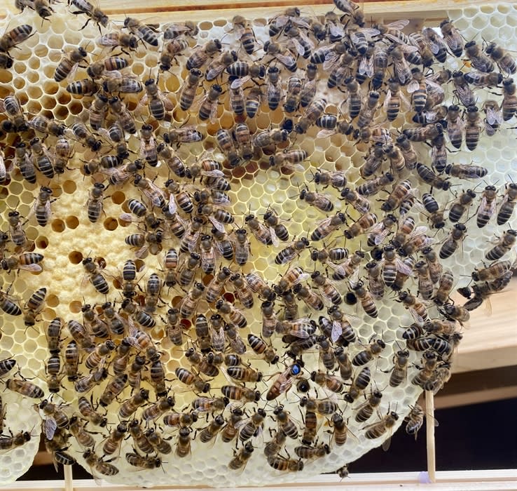 Two Day Beekeeping Course Visit Dorset