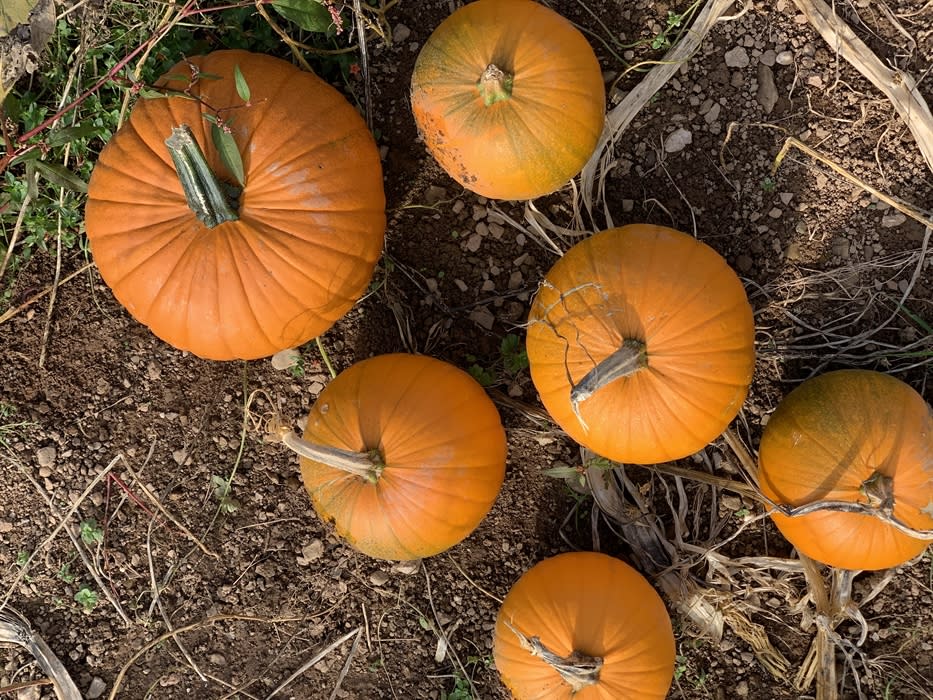 Pumpkin Pick Your Own Visit Devon