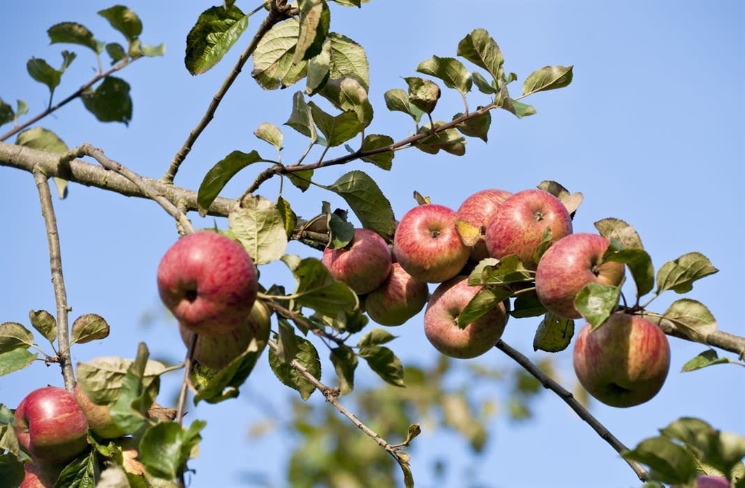 Celebrating Orchards Visit Devon