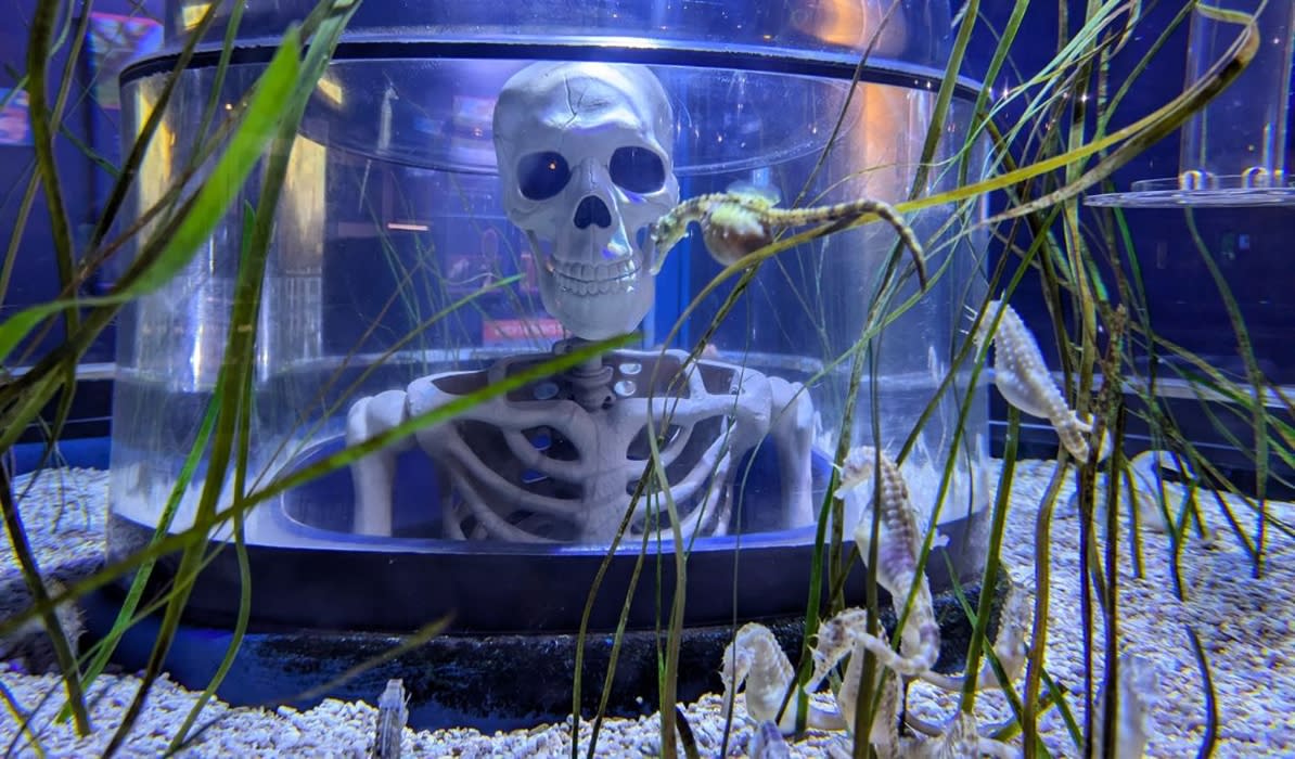 Freaky Family Tours at Bristol Aquarium