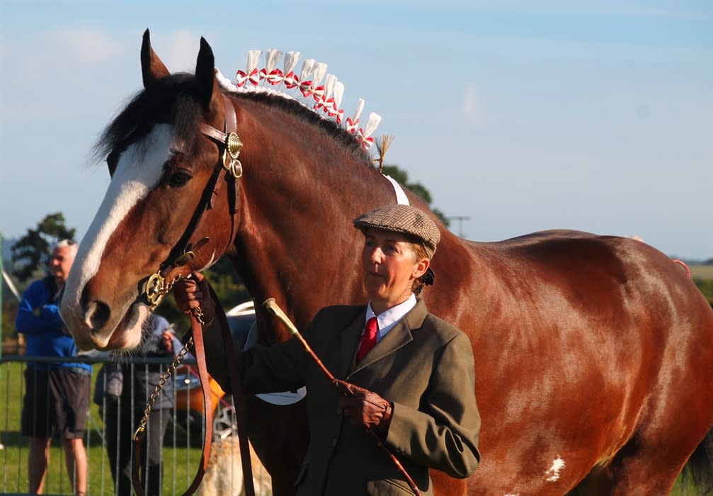 その他 10 Pack: Heritage (including Heavy Horses At The Great Dorset Steam Fair The Beautiful World Of Mechanical Music Heavy Haulage National The Great Dorset Steam Fair 2019 Official DVD – Classic