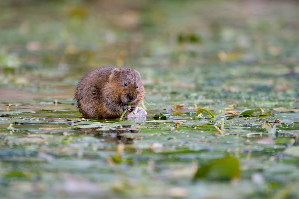 Water Vole Habitat Restoration Volunteer Day Visit Dorset