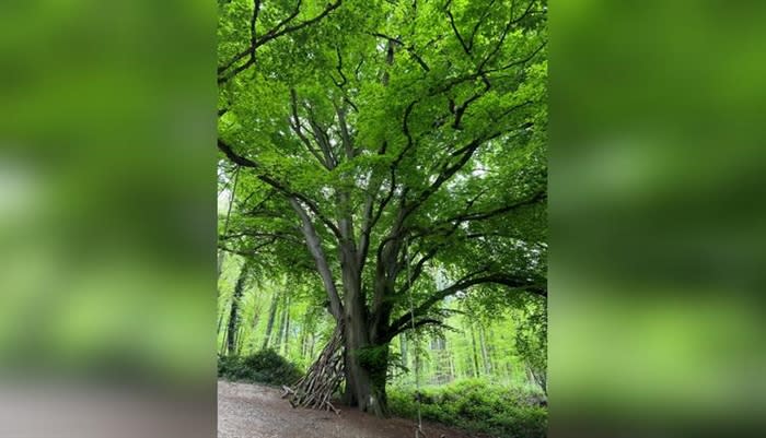 Mid Sussex: Guided Tree Tours at Nymans