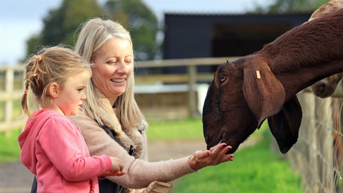 Bocketts Farm Park Visit Surrey