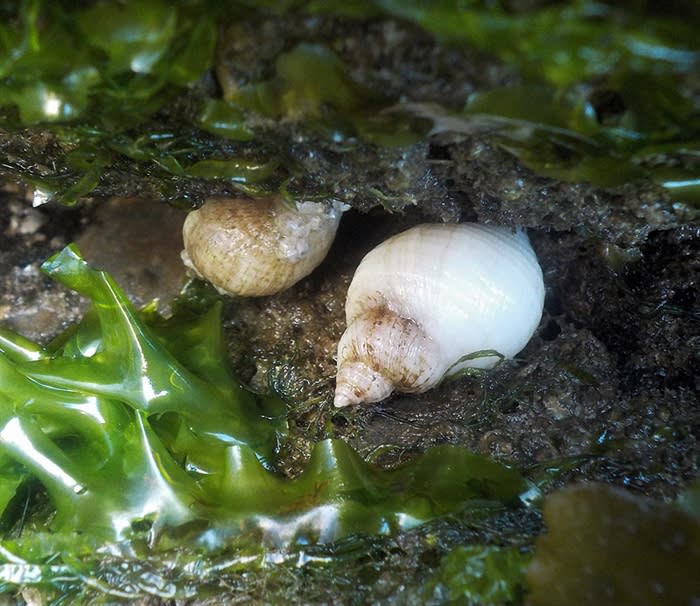 Sunetta Scripta Marine Life Walk - Great Sussex Way