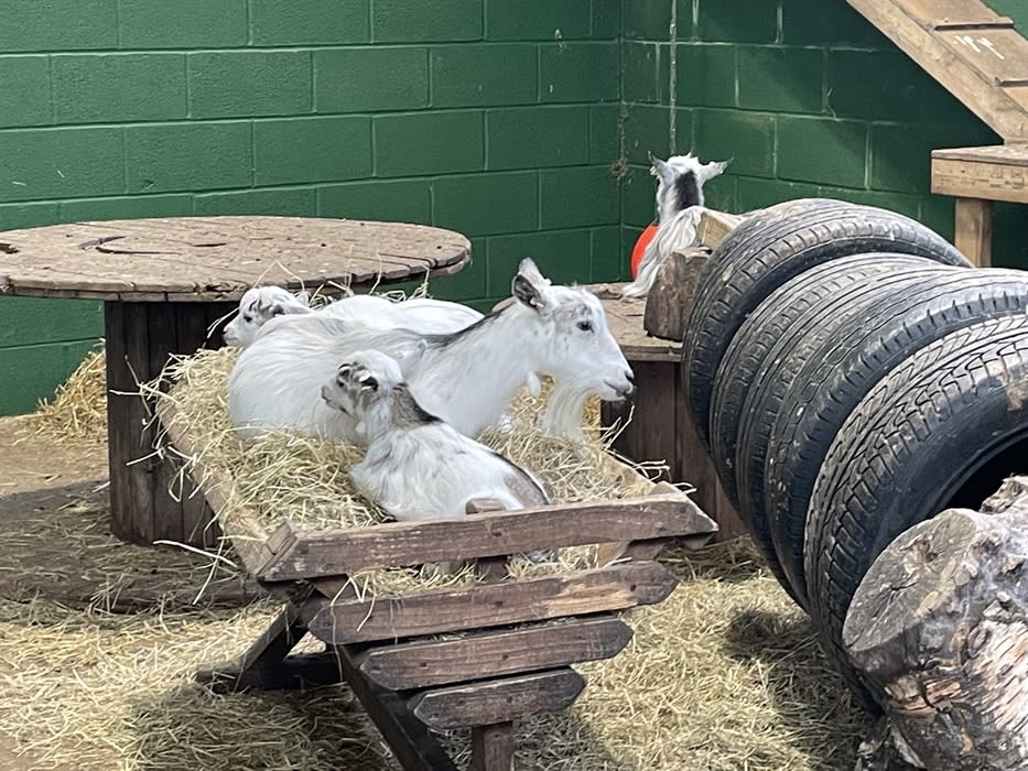 Chobham Adventure Farm Visit Surrey