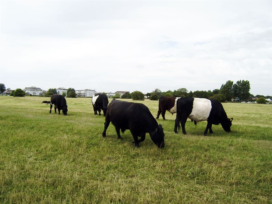 Dumsey Meadow