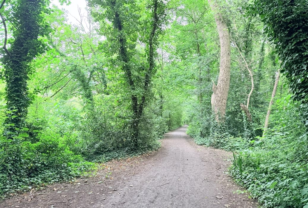 Forest Foxtale Foxes Forest