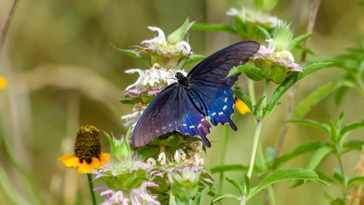 sandhill-preserve-apopka-fl-52371