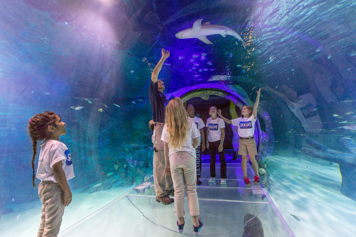 SEA LIFE Orlando Aquarium | Orlando, FL | 40395