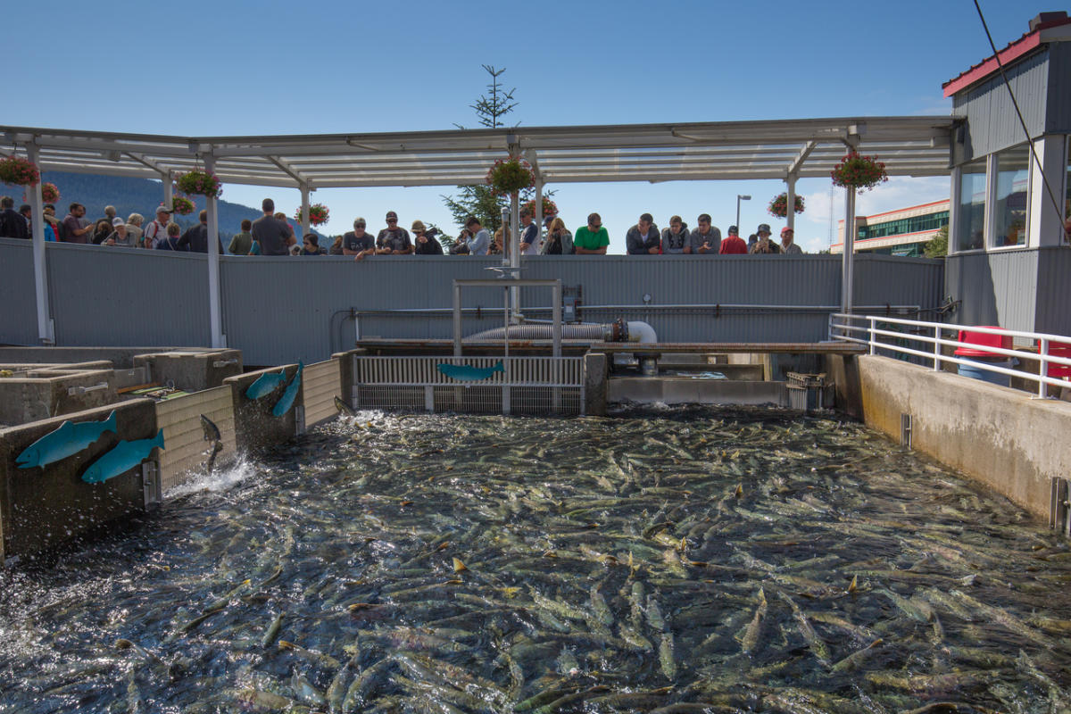Salmon hatchery Clearance