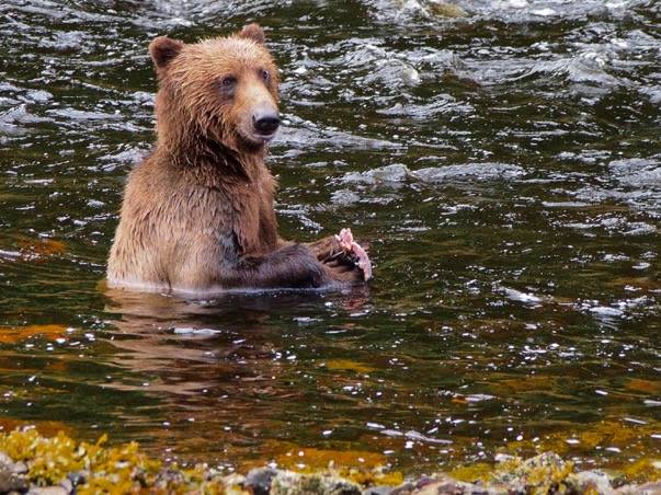 Bear Creek Outfitters