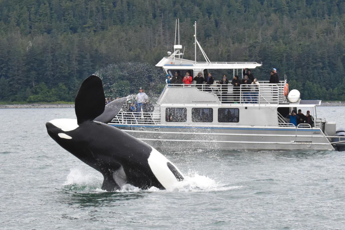 luxury yacht whale watching juneau