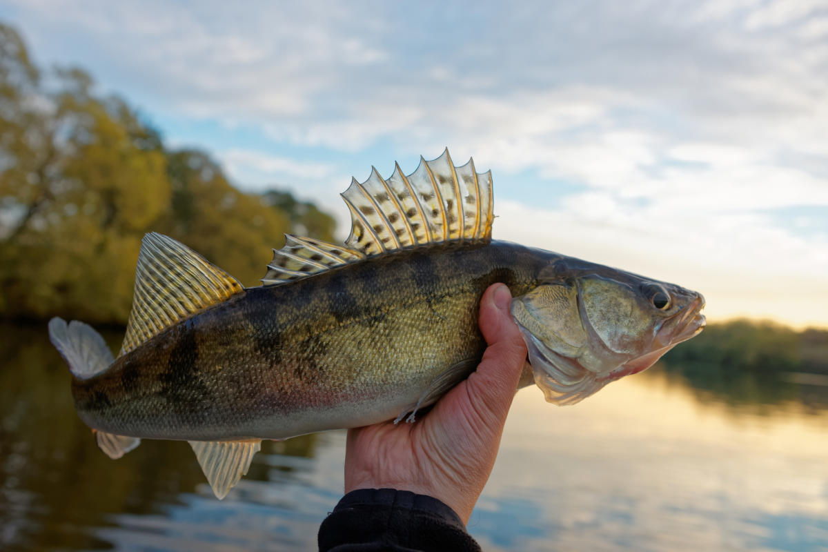 fish lures gladstone Livingston Shredder 53 Ghost Blue Gill summer or winter Livingston Lures Squeaky Pete Crankbait