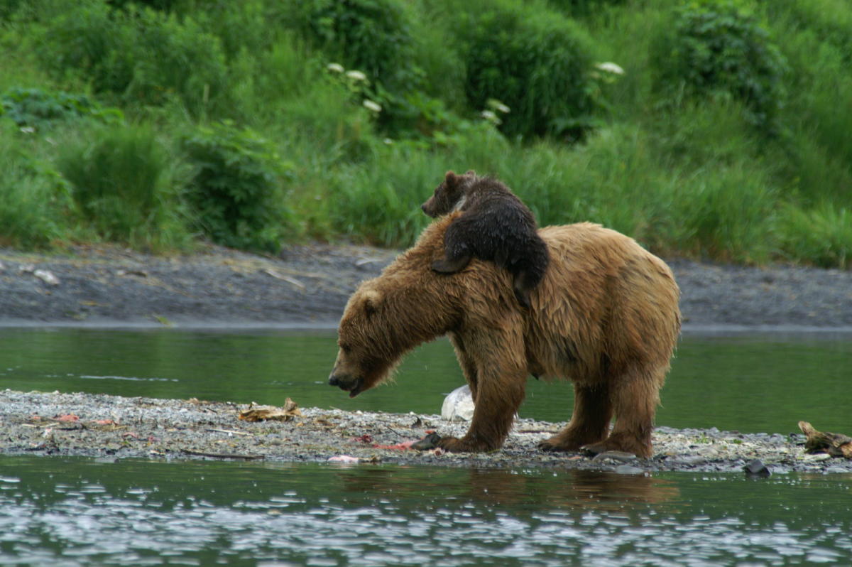 Kodiak Brown Bear Center