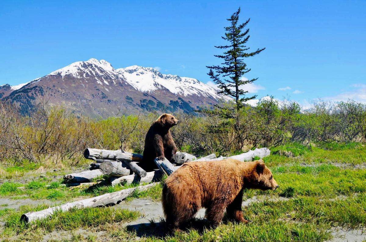 Alaska Wildlife Conservation Center Map Alaska Wildlife Conservation Center
