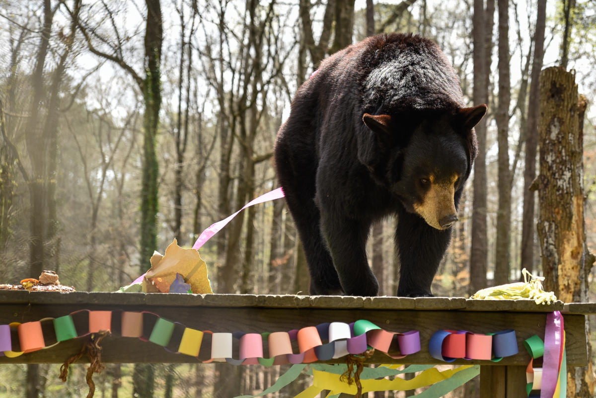 Bear Hollow Zoo, Athens GA