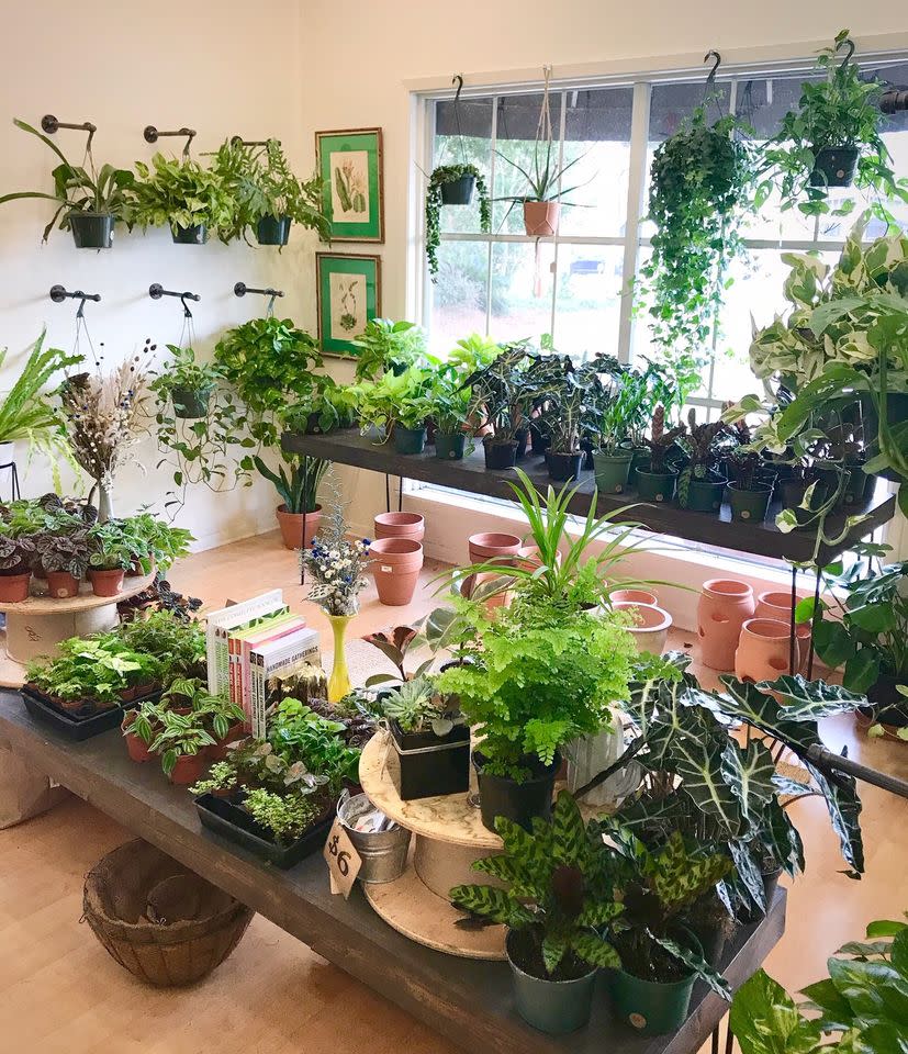 Baton Rouge Succulent Co.
