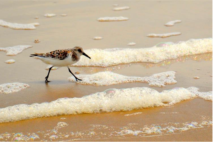 Bolivar Peninsula Texas Crystal Beach Tx 77650
