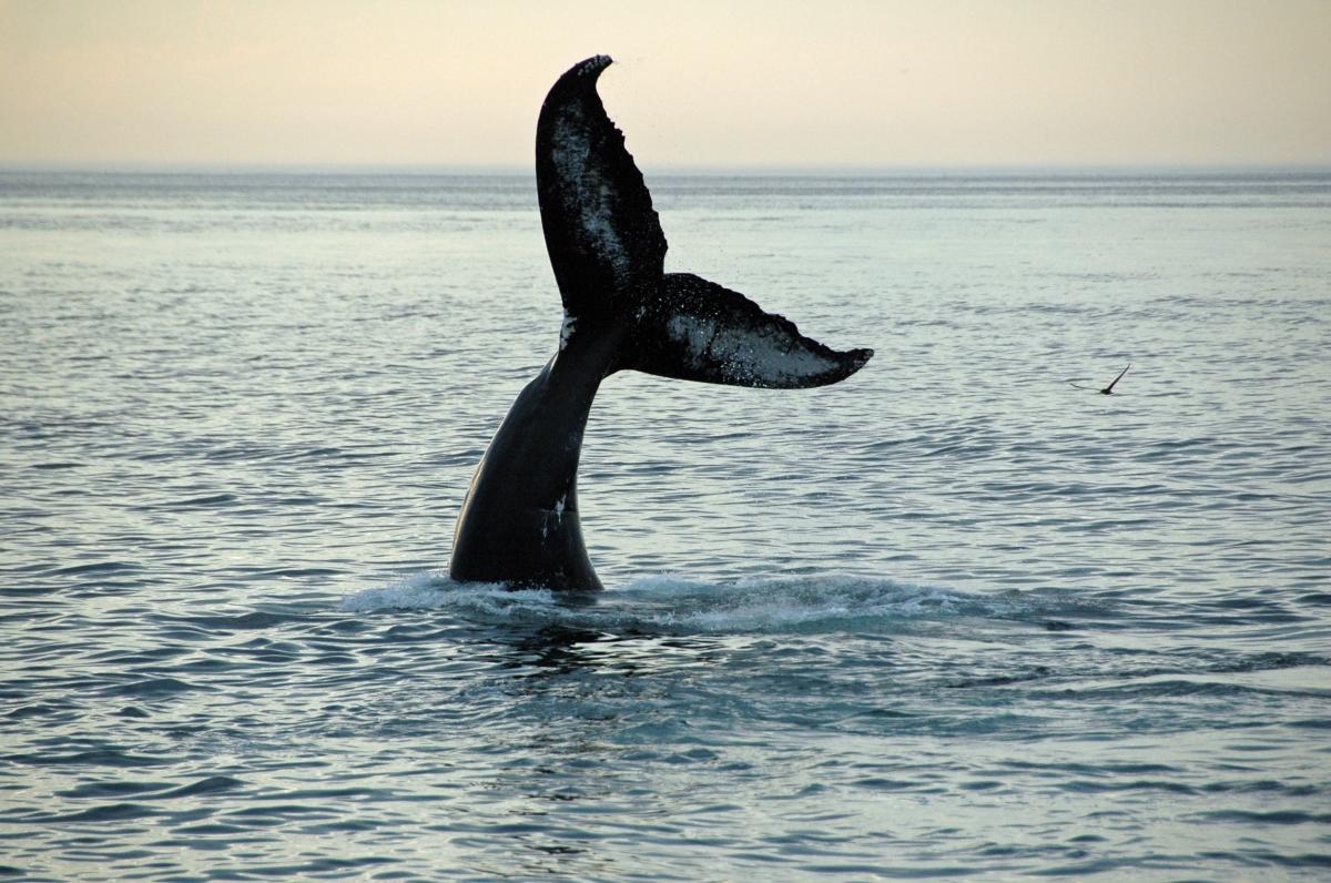 Tale Of The Whale Tail At The Inn At Cape Cod