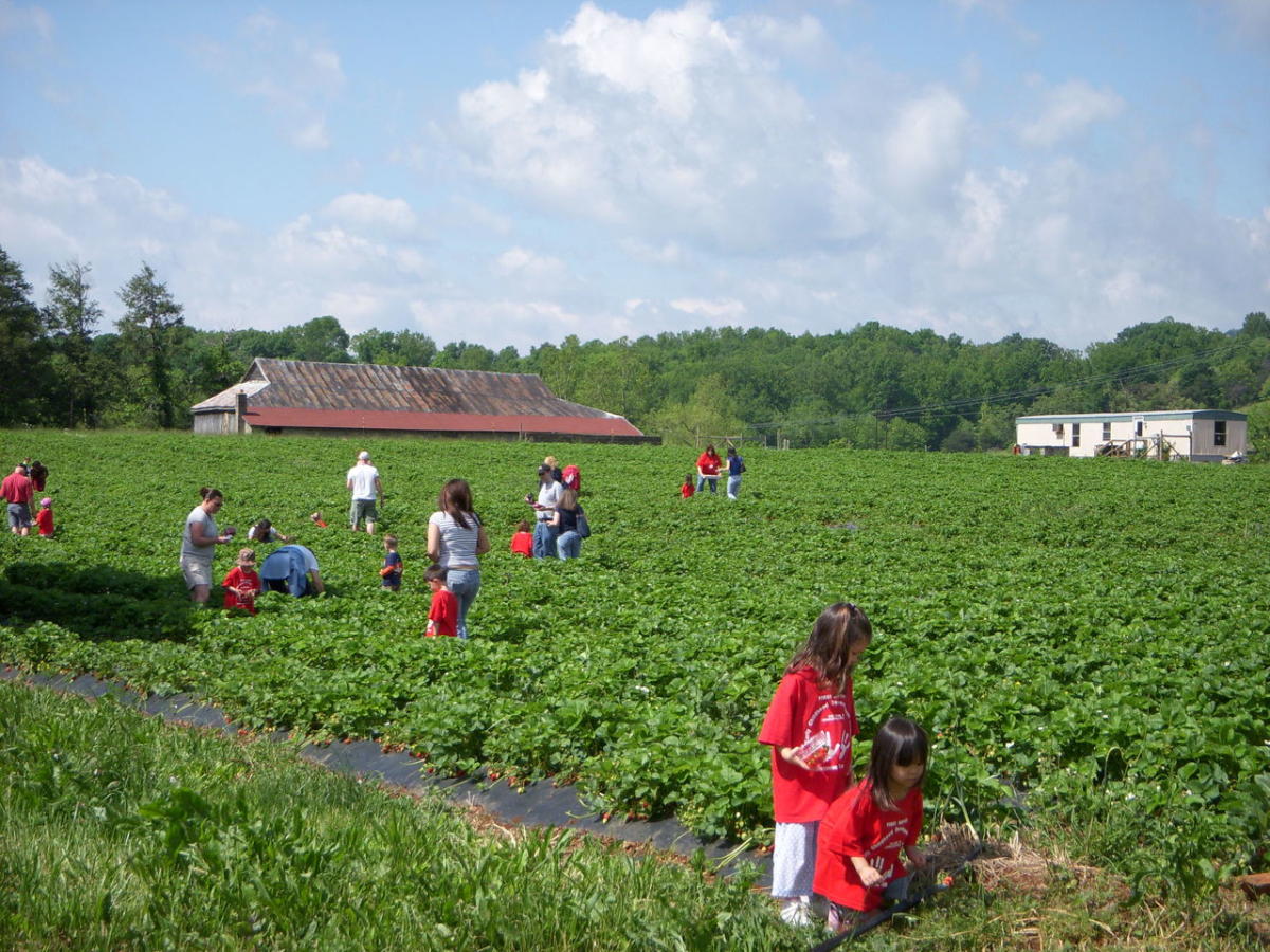 Chiles Peach Orchard and Farm Market in Crozet, VA