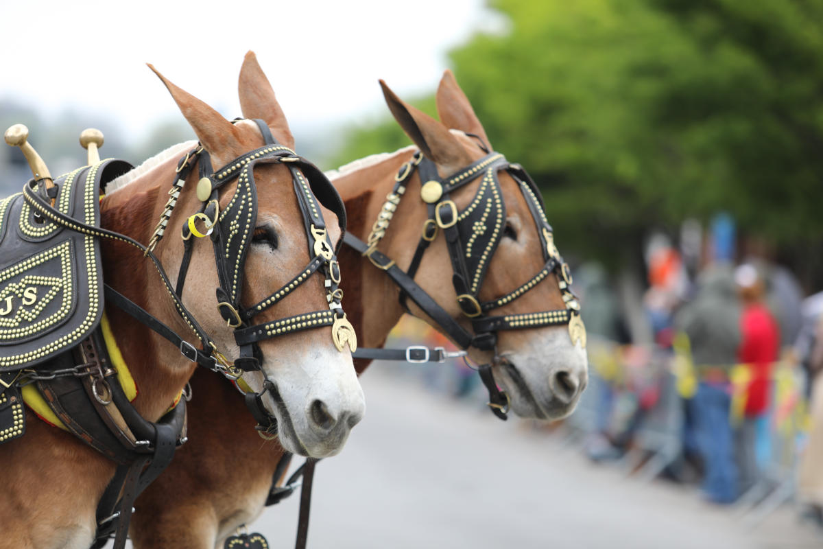 Mule Day Parade