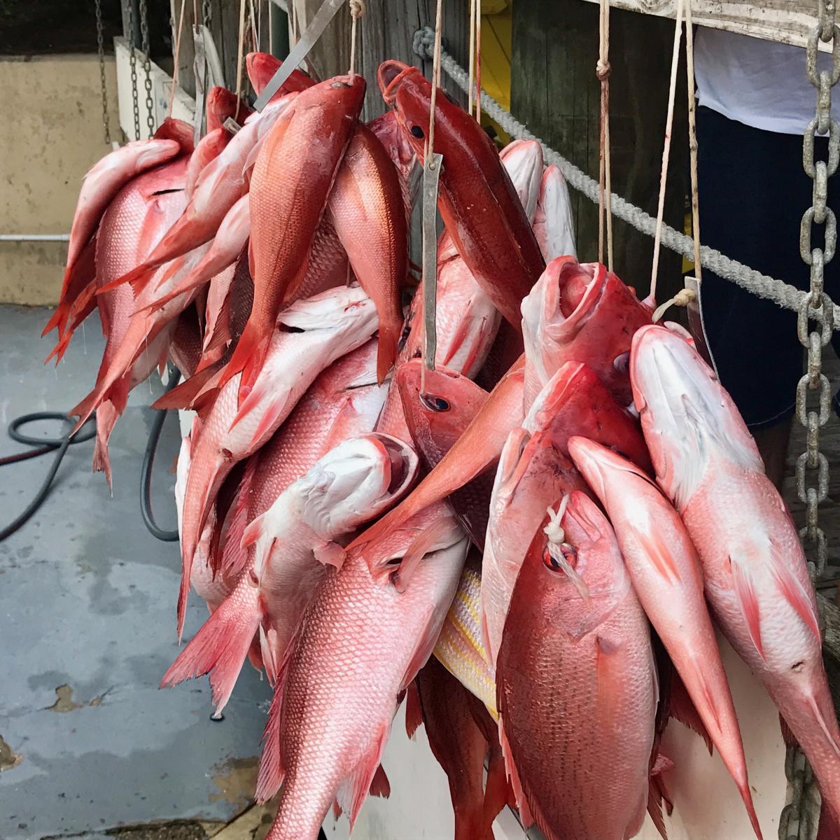 Swoop I & II Party Fishing Boat Destin, FL
